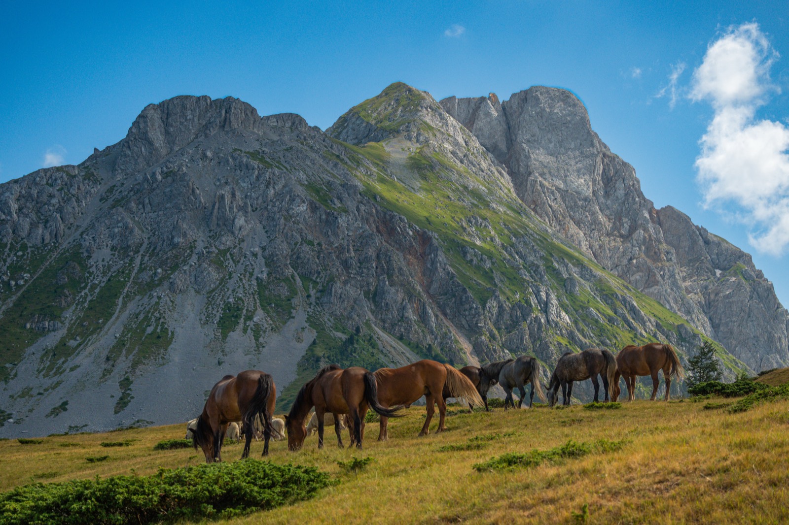 DiscoverMNE — wild horses beneath the Montenegrin mountains